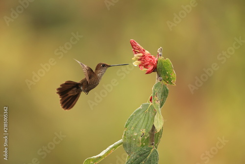 The bronzy inca (Coeligena coeligena obscura) is a species of hummingbird in the 