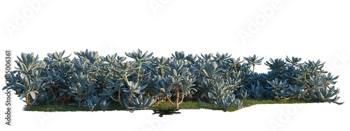Fotografie Kalanchoe tomentosa tree shrub, plant bush, cutout, isolate transparent backgrou