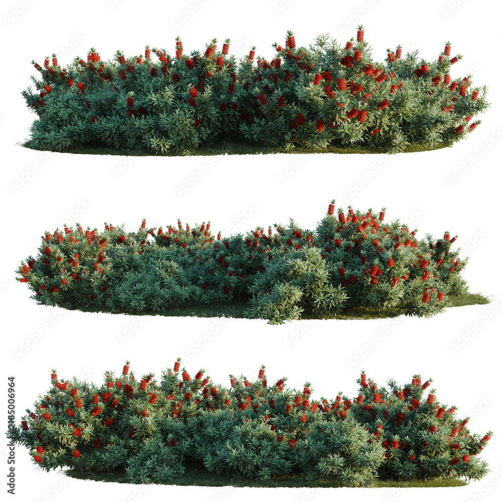 Fototapeta premium Callistemon citrinus Little John tree line, Forest Edge, Backdrop cutout, isolate transparent background, Vibrant Grevillea Hedge with Red Flowers - Perfect for Landscaping and Garden Design Elements