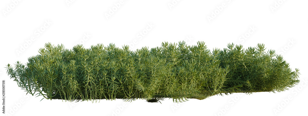 Obraz premium Sedum lineare tree shrub, plant bush, cutout, isolate transparent background, Dense Green Grass Patch with Varying Heights - Nature Element for Landscape Design and Visuals