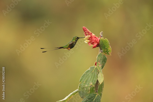 The Peruvian racket-tail (Ocreatus peruanus) is a species of hummingbird in the 