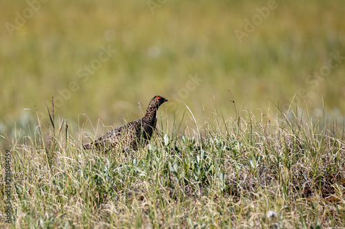 Quadro su tela Rock ptarmigan stands among the grass. Tundra. Russia. Yakutia