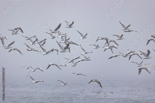 Cuadro en lienzo A large flock of flying seagulls on the ocean