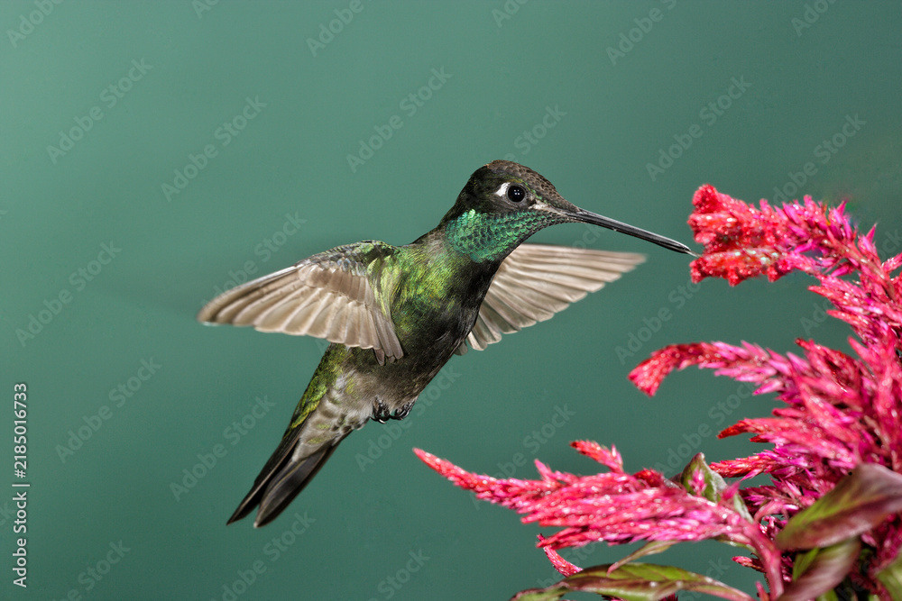Obraz premium Rivoli's hummingbird feeding on flowers