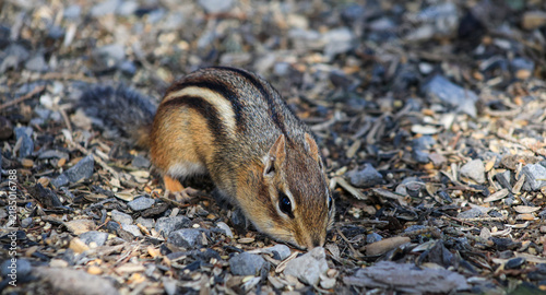 Eastern Chipmunk Foraging for Seeds on the Forest Floor in Spring