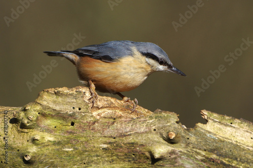 Obraz na plátně Eurasian nuthatch perched on a mossy tree branch in the wild
