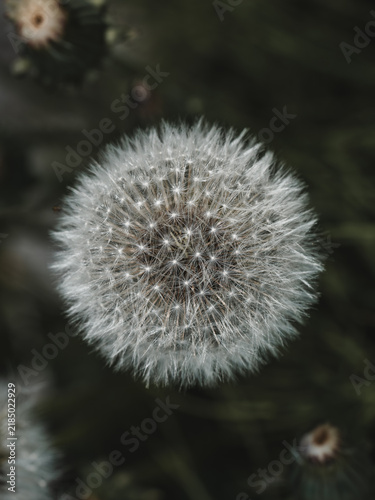 View of a delicate white dandelion seed head captured in macro photography with a dark, blurred background in Hilo, Hawaii, United States.