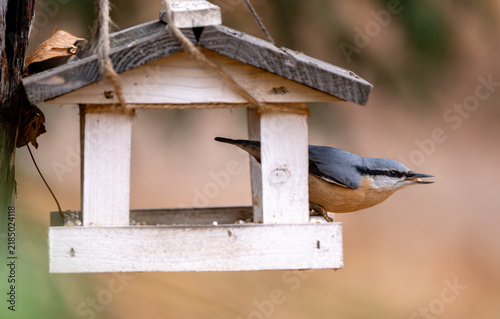 Fotografie Nuthatch Eating Food From Feeder