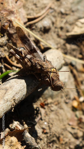 View of two grasshoppers mating on a wooden twig at Parc de Merlet, Les Houches, Auvergne-Rhone-Alpes, France.
