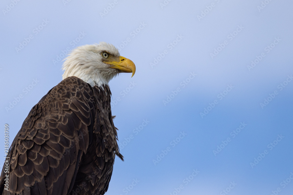 Obraz premium Bald eagle (Haliaeetus leucocephalus) close up head portrait in profile against blue sky, Florida