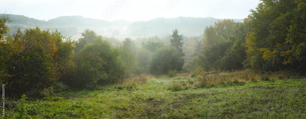 Obraz premium Environment, trees and forest landscape with fog for winter scenery, sustainability or eco friendly view. Banner, field and empty background in woods with misty atmosphere and countryside destination