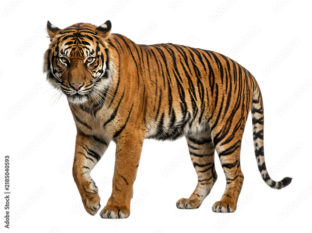 Obraz premium Majestic bengal tiger standing proudly with intense gaze detailed fur and powerful build isolated on transparent background