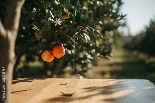 Fresh orange fruits hanging on tree branch with sunlight in orchard sunlight agriculture production plantation environment farmhouse vitamins agricultural