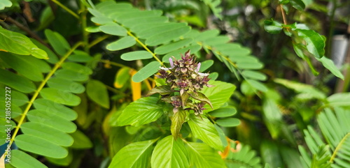 Fotografía Sweet basil flowers and leaves are currently blooming with a purplish-pink color