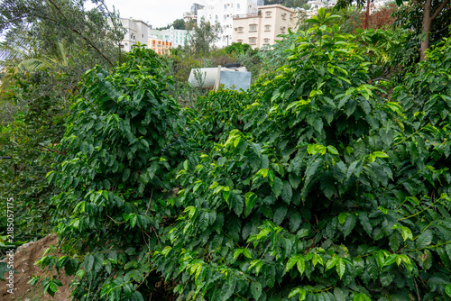 Coffee and khat plantation in Al Kawbaa farm, Jizan Province, Faifa Mountains, Saudi Arabia