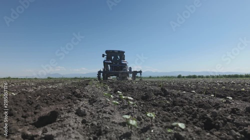 A tractor is tending to young cotton plants in the field.