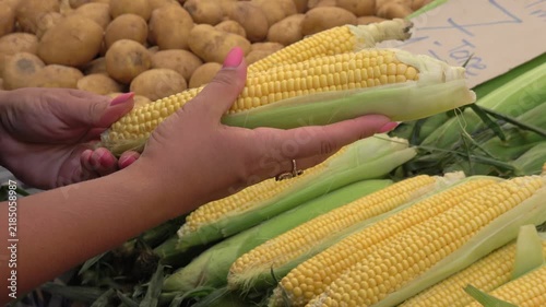 Fethiye, Turkey - 23 of August 2026: Female hands inspecting fresh sweet corn cob
