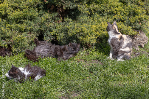 Foto Cats are resting in the city park on a bright, sunny day