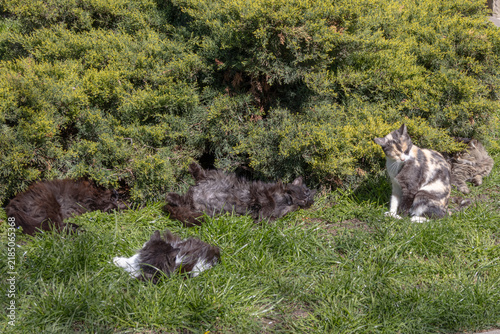 Bild auf Leinwand Cats are resting in the city park on a bright, sunny day