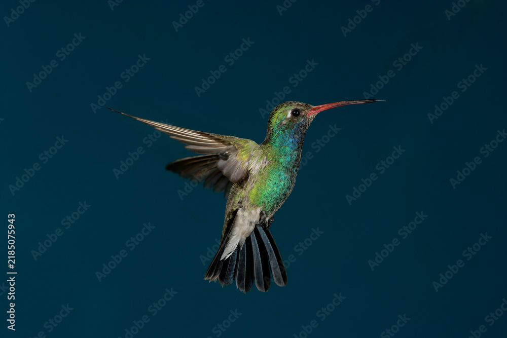 Fototapeta premium Broad-billed hummingbird in flight