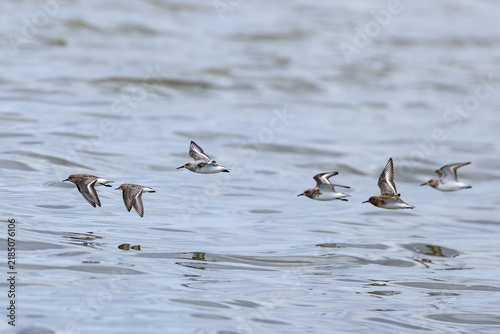 Quadro su tela sanderling (calidris alba) with rufous-necked stint (calidris ruficollis, second