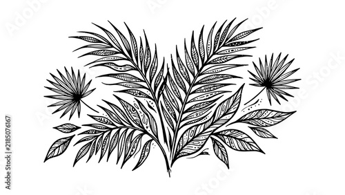 hand drawn tropical palm leaves arrangement featuring botanical sketch elements for natural project designs and creative tropical themed digital compositions with decorative foliage patterns