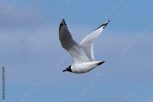 Картината върху платно adult relict gull or central asian gull (ichthyaetus relictus) in breeding pluma