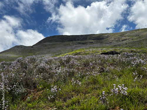 Cuadro en lienzo Mass Bloom of Neelakurinji (Strobilanthes kunthiana) in Munnar 2026