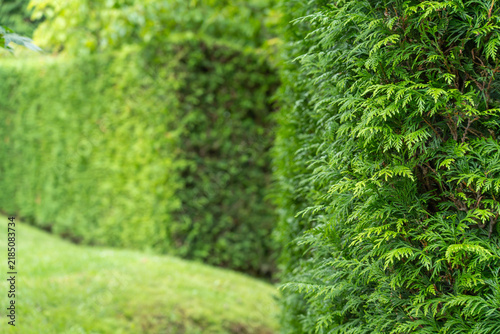 Fotografie A tall trimmed conifer hedge wall shows a recessed rectangular opening like a doorway, with lawn in the foreground