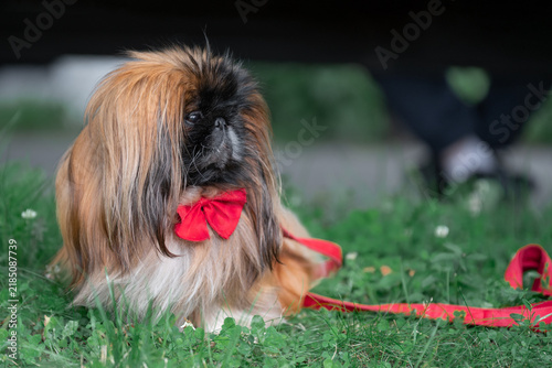 Cuadro en lienzo High-quality professional stock photography showcasing domestic animal welfare, premium textiles, and professional canine styling under natural daylight