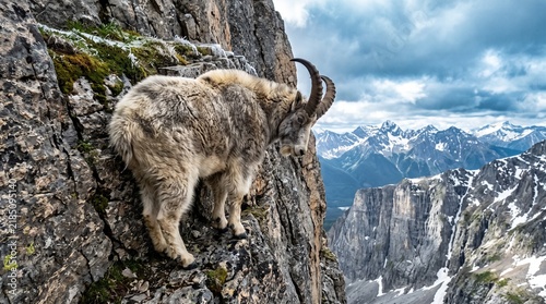 Obraz na płótnie mountain goat on a rock