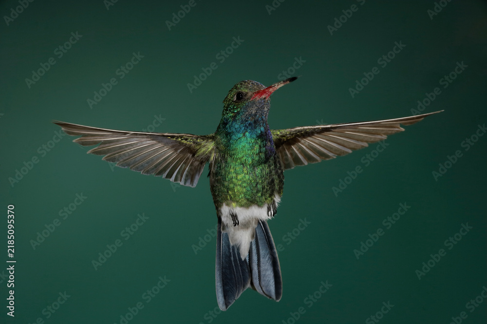 Fototapeta premium Broad-billed hummingbird in flight