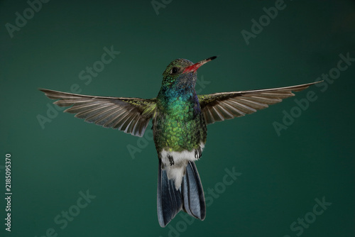 Obraz na płótnie Broad-billed hummingbird in flight
