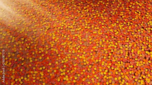 Dense orange flowers sway gently in an outdoor garden bed with yellow and red blossoms. Nature documentaries, garden promotion, and botanical education.