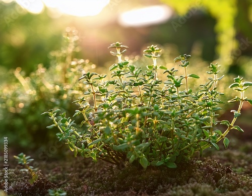 fresh thyme plants grow in a garden under sunlight during the summer season for cooking and herbal use