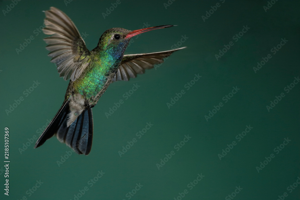 Fototapeta premium Broad-billed hummingbird in flight