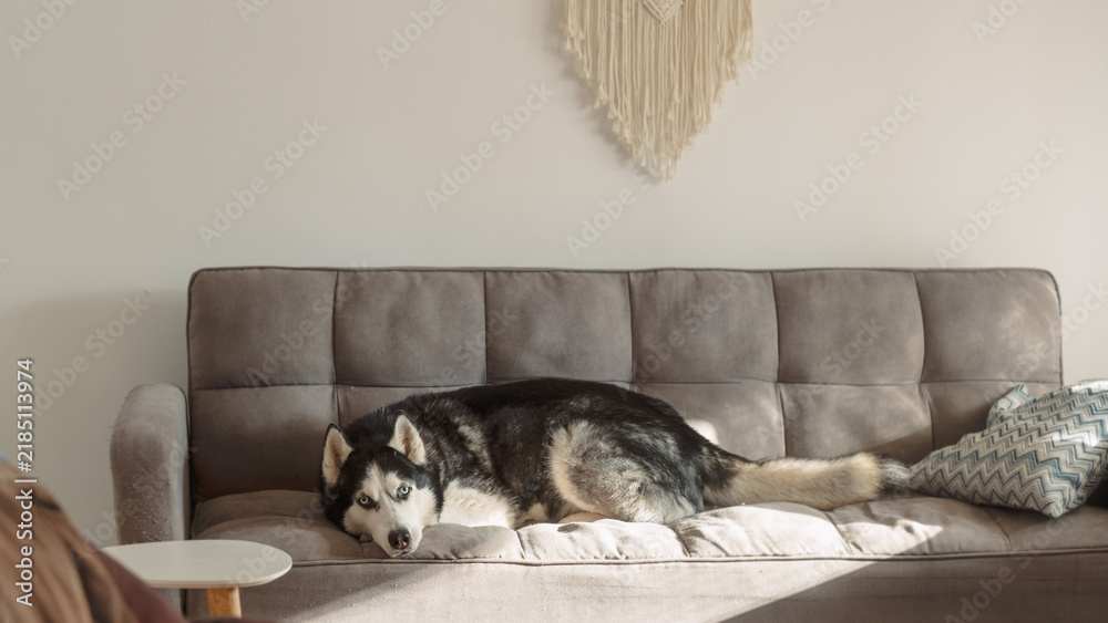 Fototapeta premium Siberian husky lies stretched out and settled on a grey sofa in a bright living room with a macrame wall hanging, a calm domestic frame about a big dog at home on the furniture
