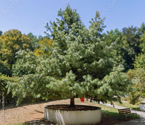 Plakat Pinus wallichiana 