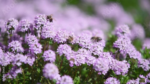 Many bees collecting nectar from purple flowers in garden