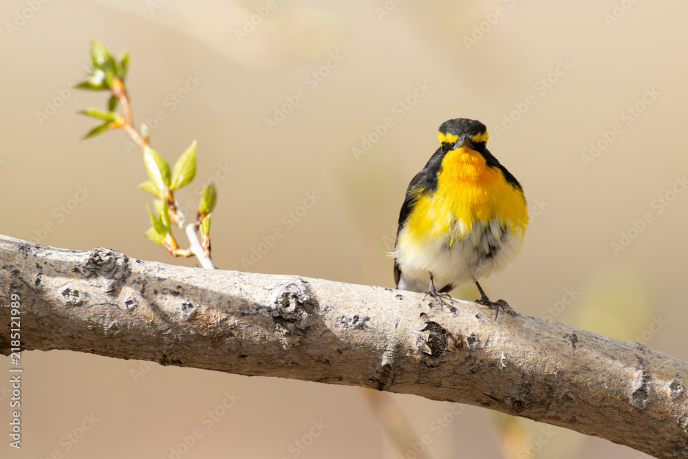 Obraz premium Adult male Narcissus Flycatcher (Ficedula narcissina), found in Chentii-Aimag in Mongolia