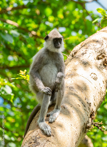 Photography Gray hanuman langurs on a tree