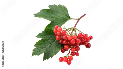 Cuadro en lienzo Bunch of ripe red viburnum berries with leaves isolated on transparent backgroun