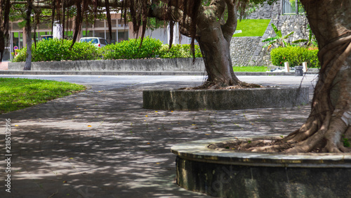 Ancient Banyan Trees in Okinawa Garden