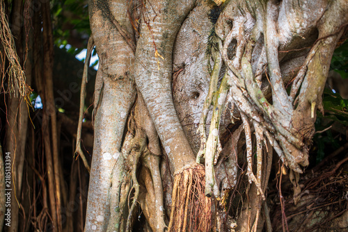 Ancient Banyan Trees in Okinawa Garden