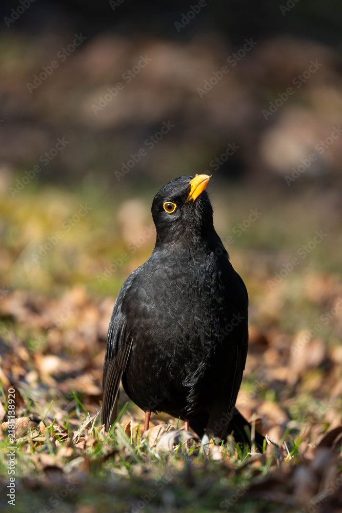 Fototapeta premium Male Common Blackbird Looking Up Standing on Ground with Fallen Autumn Leaves