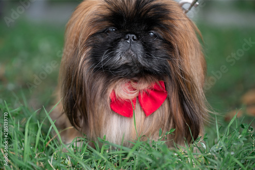 Bild auf Leinwand Pekingese dog with long well-groomed fur outside representing pet care concept