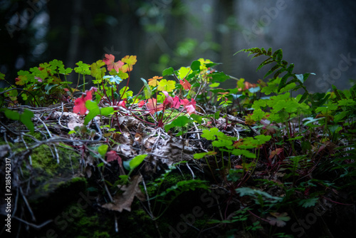 Low-angle nature photograph of vibrant pink and lime green forest floor plants growing on mossy ground.