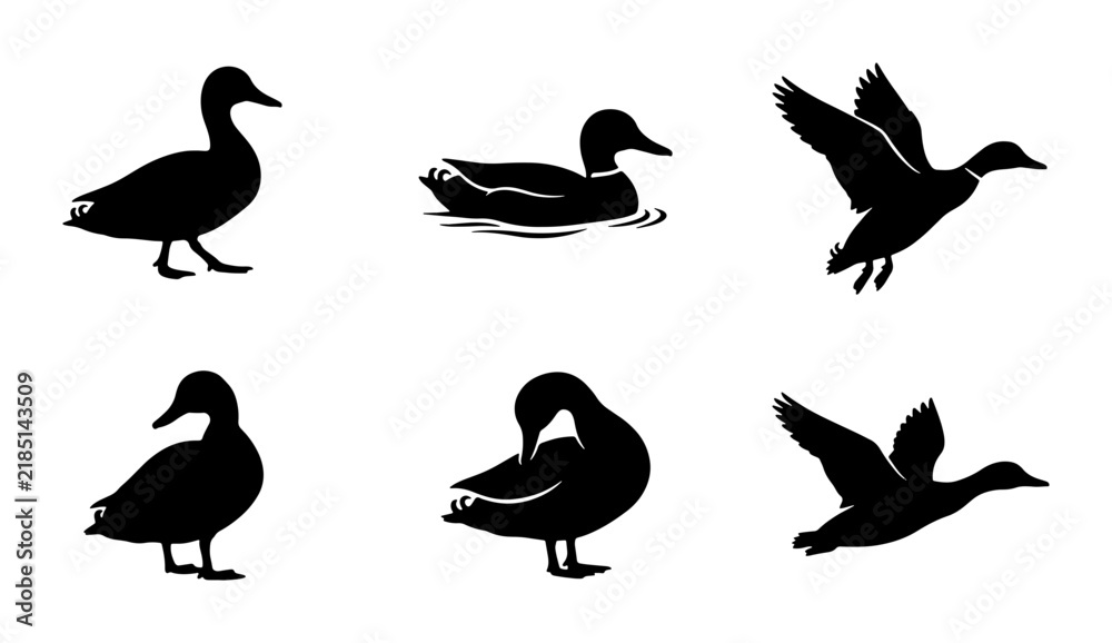 Obraz premium Duck Silhouettes, Wildlife Icons: Flying, Swimming, Standing Birds Vector Set