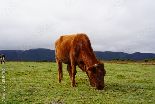 Bild auf Leinwand Brown cow grazing on a green pasture in the countryside