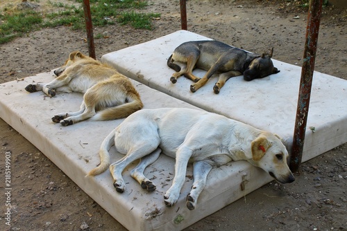 Canvastavla Three stray dogs of different colors peacefully sleep together on a large white mattress outdoors